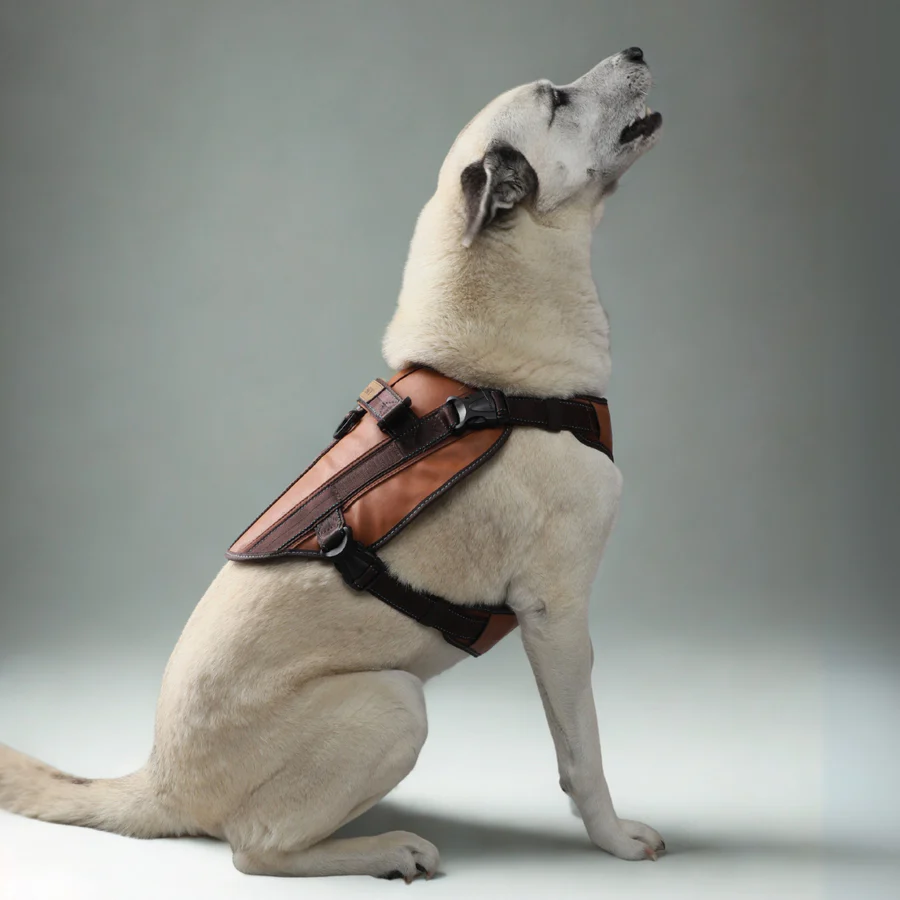 MASKY Donatello Leather Harness – Honey & Brown with Fuchsia Stitching – هارنس ماسكي دوناتيلو الجلدي بلون العسل وتفاصيل بنية مع درزات فوشيا