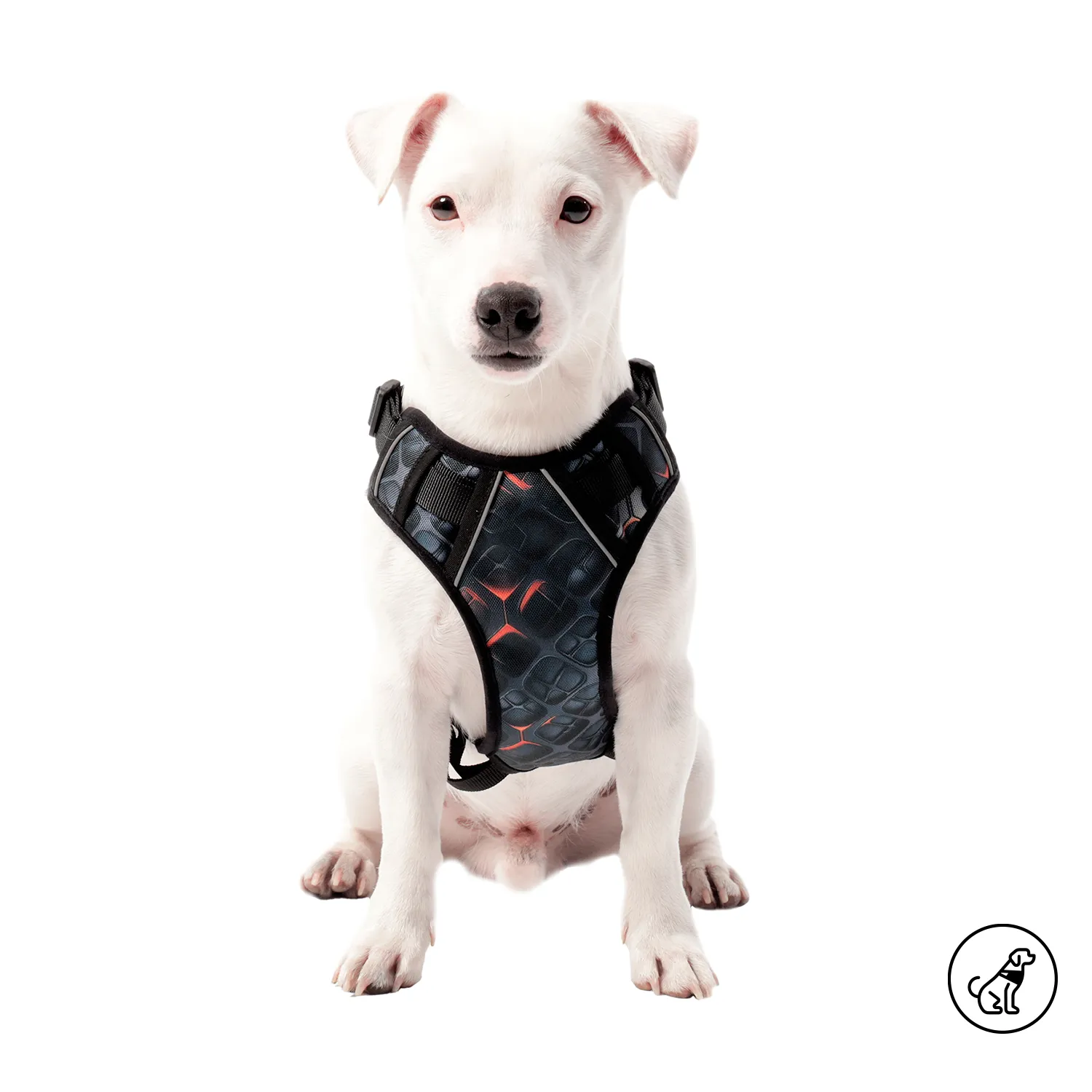 TOTTO Draco XS harness front view – هارنس توتو دراكو الصغير جدًا للكلاب